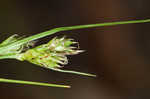 Florida sedge